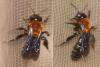 Andrena thoracica